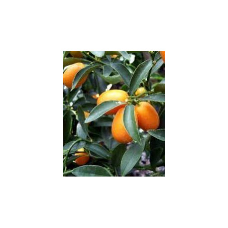 French Riviera KUMQUATS terrine 200g