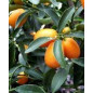 French Riviera KUMQUATS terrine 200g