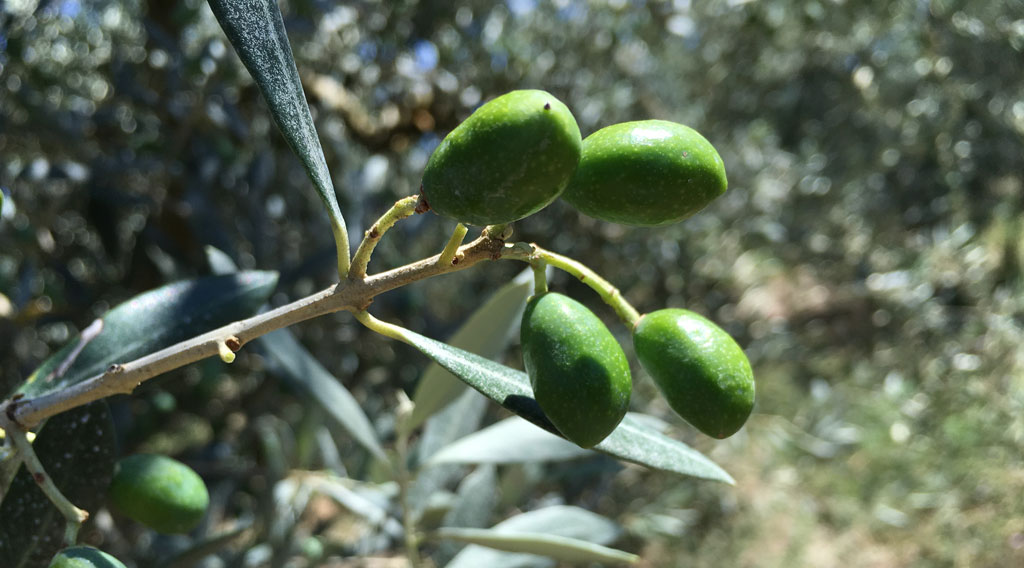 olive avant argile
