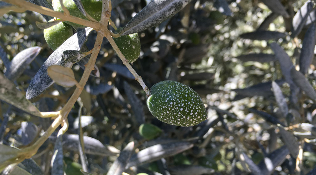 Olives apres argile